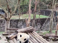 -都江堰中华大熊猫苑