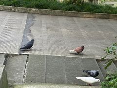 -都江堰普照寺
