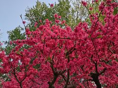 -莲花池公园