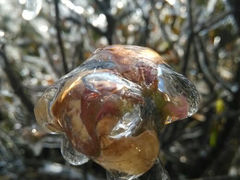 android_upload_pic-玉苍山国家森林公园