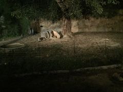 -清迈夜间动物园