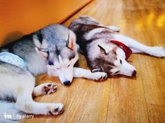 -Husky Go! 哈士奇体验馆·宠物咖啡厅狗咖