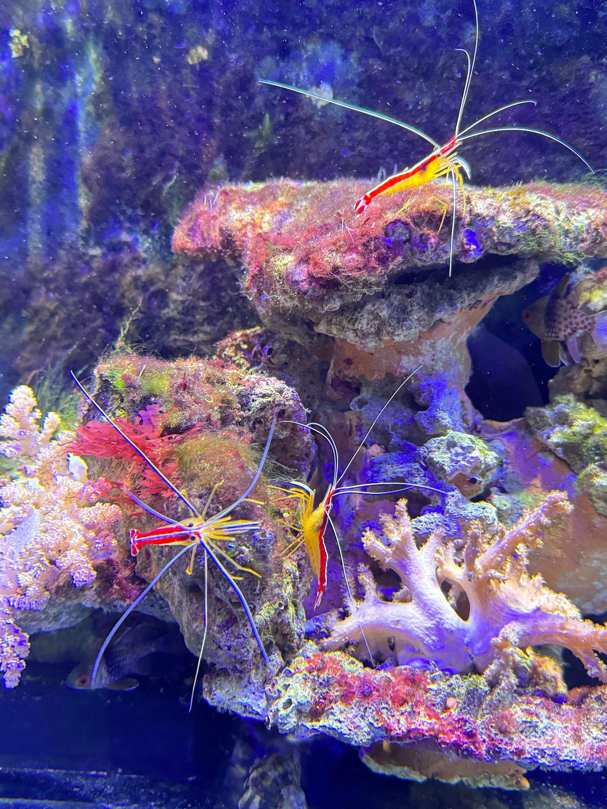 虹桥花鸟水族城图片