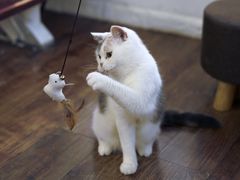 -这儿没有猫·猫咖萌宠馆·撸猫