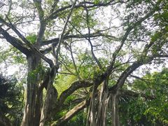 -瑞丽独树成林风景区