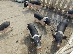 -前小桔亲子创意农场·草莓采摘·露营烧烤