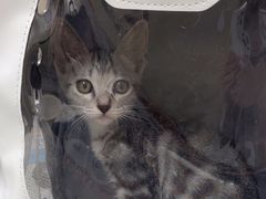 -瑞鹏宠物医院·普外科·影像科·皮肤科(城市山谷分院)