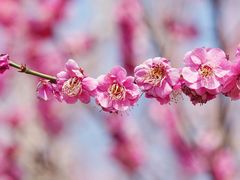 -蜀冈西峰生态公园