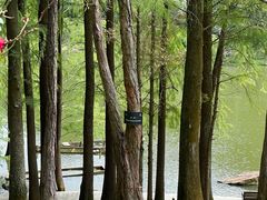 -深圳仙湖植物园