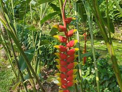 -中国科学院西双版纳热带植物园