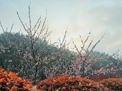 -桃花岭景区