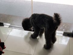 -申普宠物医院·眼科·心内科·影像科(普陀分院)