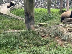 -都江堰中华大熊猫苑