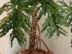 -Fruiffee Cafe 果啡派