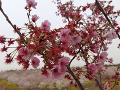 -古柏渡丰乐樱花园