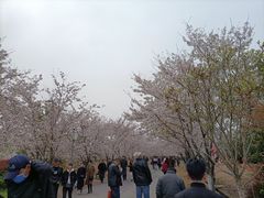-天王浮山樱花园