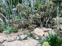-深圳仙湖植物园