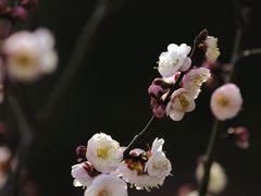 -新虹桥中心花园