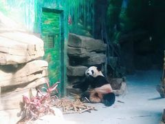 -灵玲国际马戏城