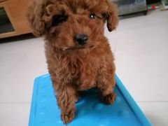 -宠福鑫康馨动物医院·骨科·眼科