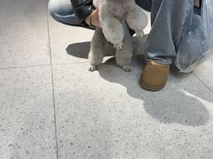 -FAELING PETS美天灵宠物(富力广场店)