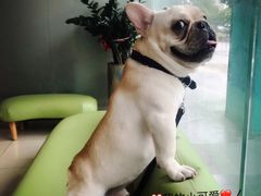 -瑞派申生动物医院·24H夜诊·国际动物医疗中心·骨外科(吴中路店)