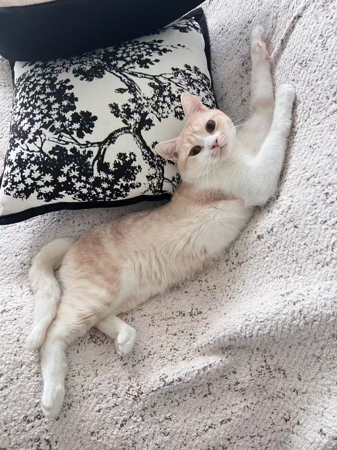 猫咪#萌宠出道计划#又是被小猫可爱到的一天#毛孩子可以治愈各种不