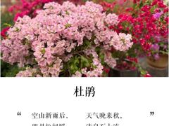 -莲花山公园