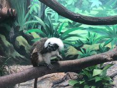 -上海野生动物园老虎餐厅