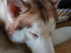 -Husky Go! 哈士奇体验馆·宠物咖啡厅狗咖