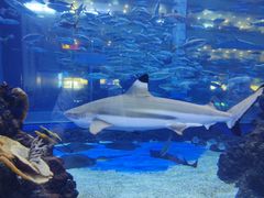 -成都浩海立方海洋公园