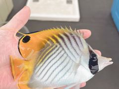 -小猫钓鱼海钓俱乐部(椰梦长廊店)