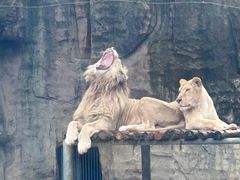 -成都动物园