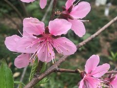-金鸡湖桃花岛