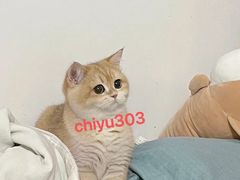 -香港宠物街