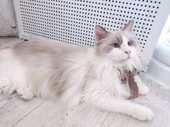 -共舞时光猫咖·狗咖(新街口店)