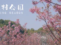 -顾村公园