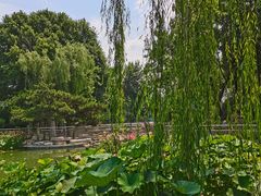 -黄村公园