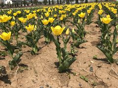 -兰陵国家农业公园