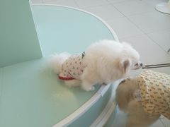 -怪兽屋·羊驼·猫咖·狗咖(俊华广场店)