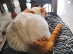 -平行世界·猫咖(首经贸店)