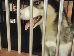 -more than meow吴止猫主题餐厅(承德 中船汇店)