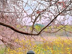 -桃花堤公园