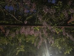 -嘉定紫藤园