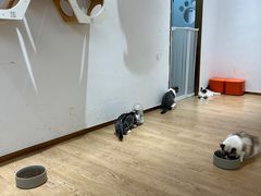 -1013 PET SHOP精品宠物商店(丁香店)