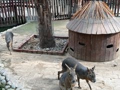 -呀路古热带植物园