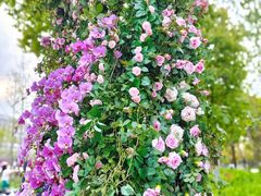 -春花秋色城市公园