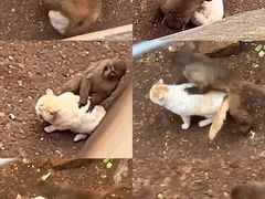 -昆明动物园