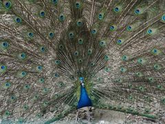 动物-藏龙百瀑风景区