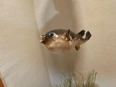 -天正河鲀·河豚亭(大连店)